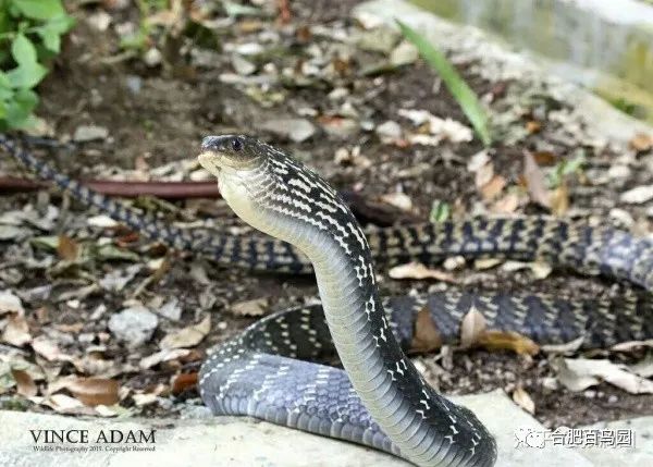 蛇如何升级为龙,可以升级的蛇