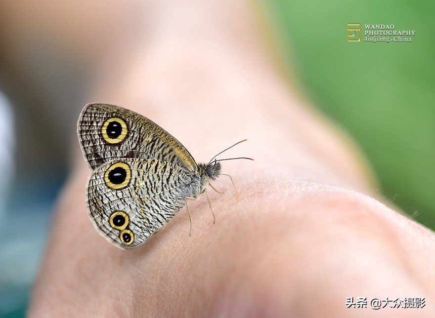 他7年专注拍蝴蝶,获“蝶痴”、“蝶仙”雅号