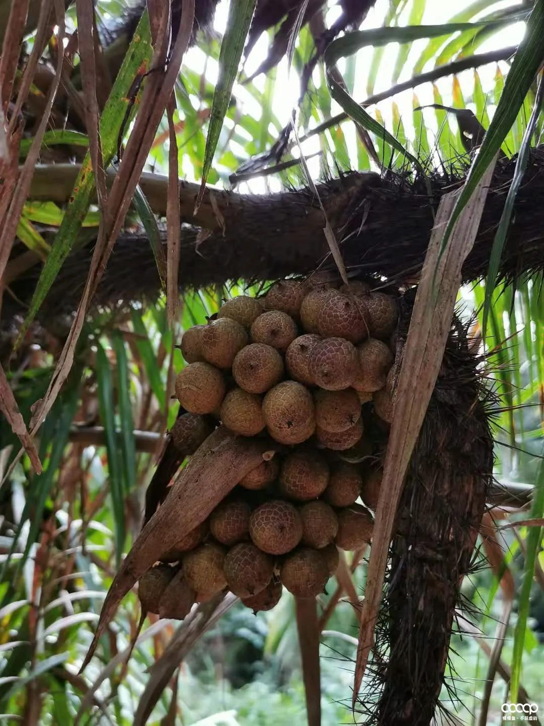 星月五指山料和毛感料区别,海南毛感星月介绍
