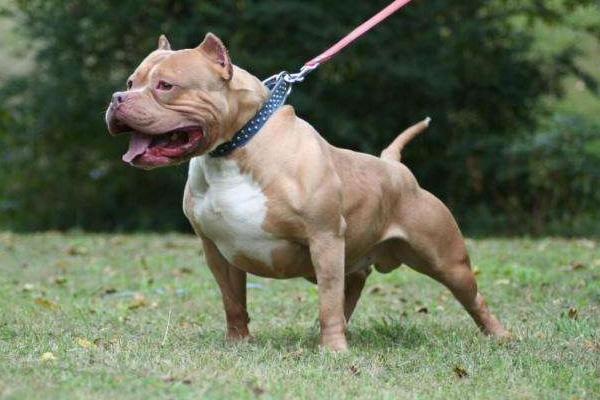 全球十大猛犬比特犬只排第五名,比特犬真的比藏獒厉害吗