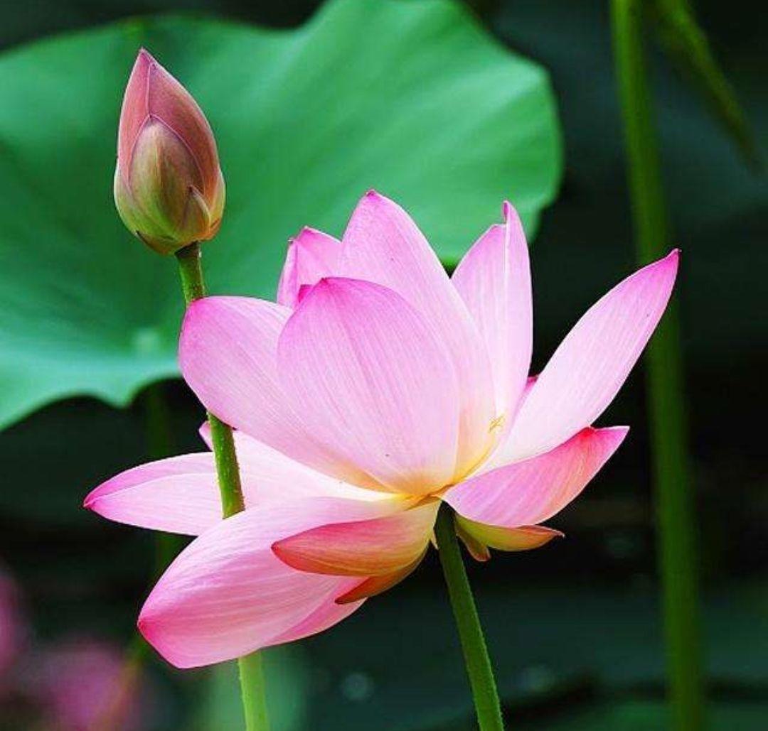 水芙蓉开花图片欣赏,芙蓉花四季开花的样子