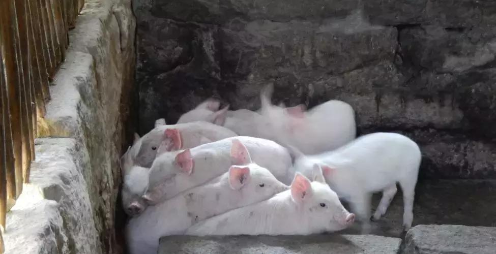 重磅政策出台利好创新药企,强化政策供给出实招稳就业