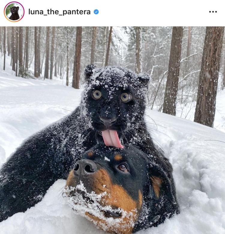 我的萌宠鸟类,我的萌宠是只牛原版