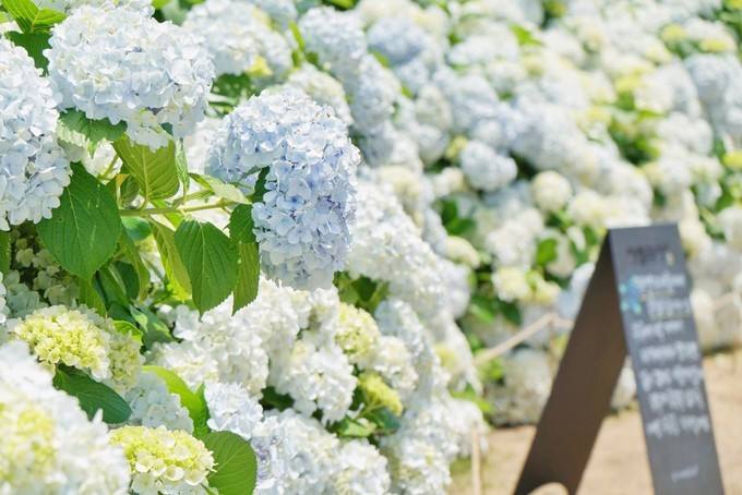 打卡济州岛西部热门景点：绿茶博物馆、GD咖啡厅、山茶花之丘……