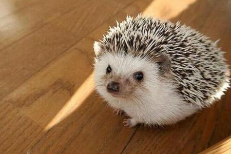 全身长满刺的小刺猬,全身是毛的小刺猬