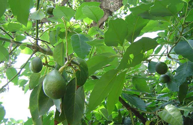 10种果子图片大全,100种果子介绍