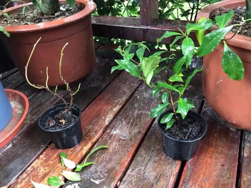 缓苗应该注意些什么,缓苗要注意什么