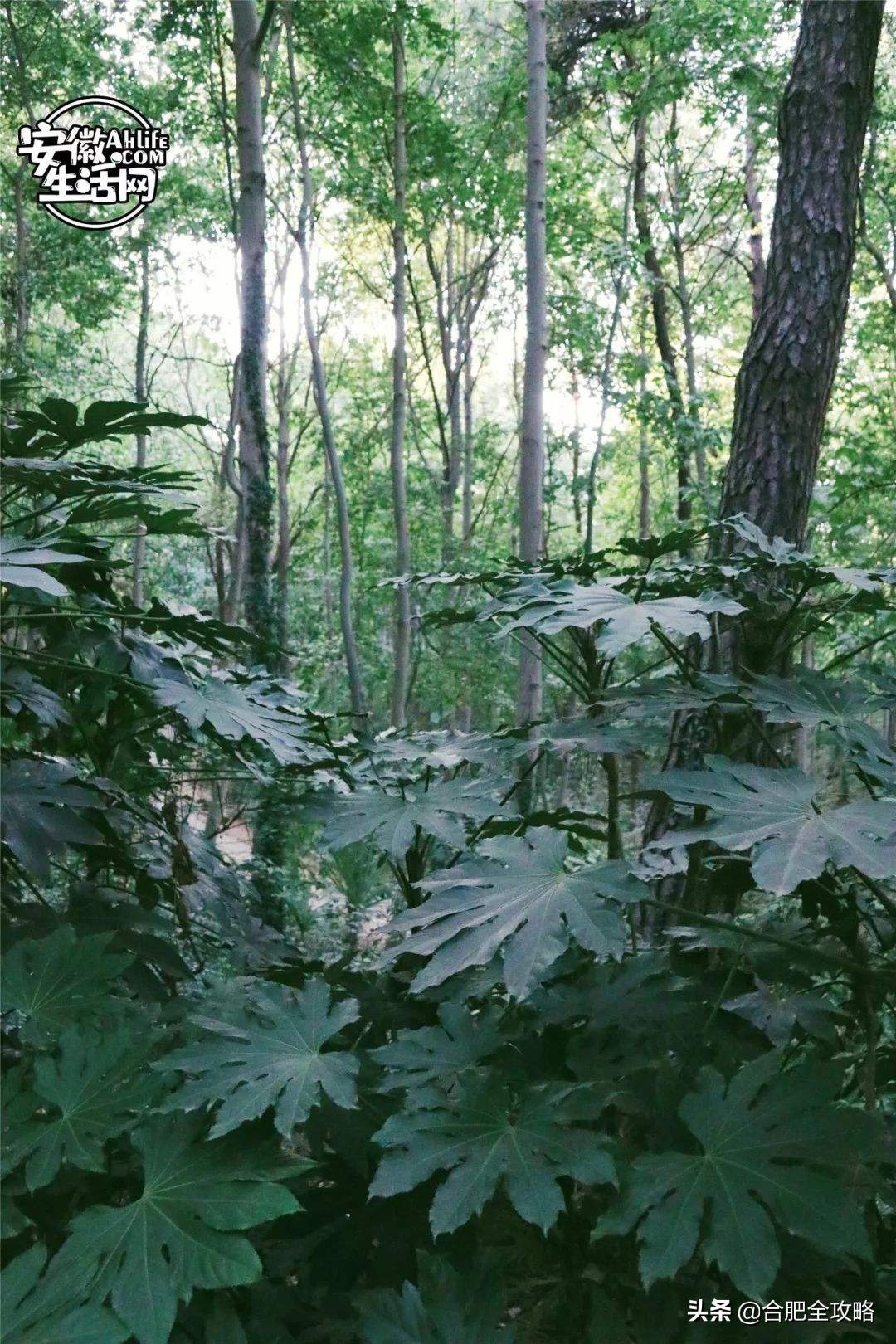 大蜀山,大蜀山爱情故事