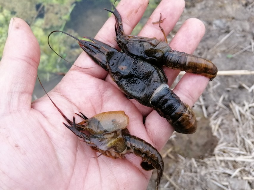 小龙虾在什么情况下会蜕壳,小龙虾脱壳不遂的原因及解决方案