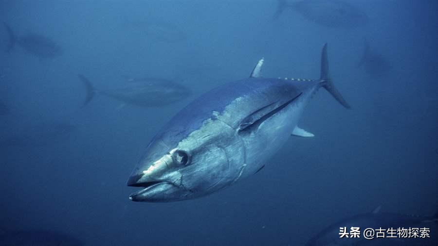 金枪鱼被吃光,金枪鱼被吃掉了