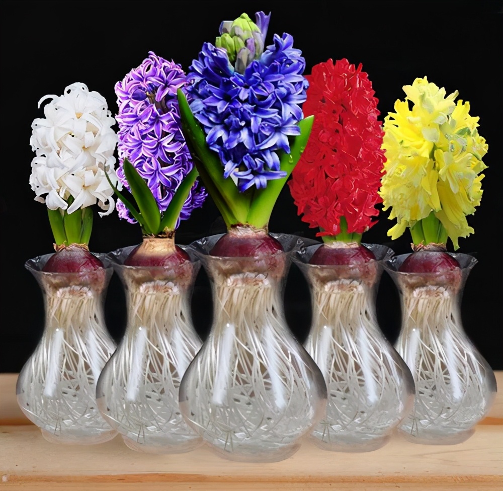 最容易水培的植物,水培风信子好养吗