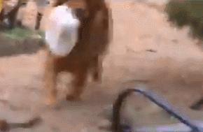 帮孤独老人送东西,帮老人买菜的狗狗