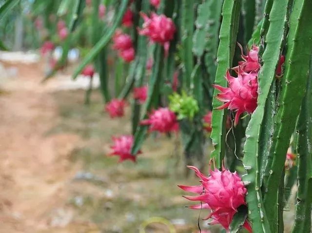 中国四大火龙果种植基地,火龙果最大的种植基地在哪里
