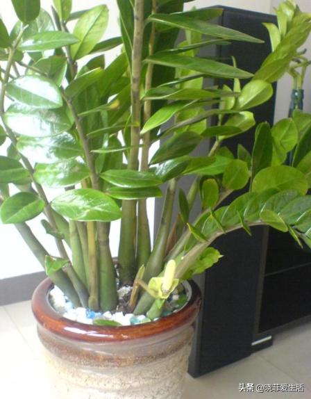 旺财旺家的3种花,5种花寓意好富贵养人