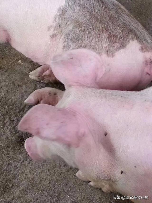 原创运用中草药防治非洲猪瘟有效吗？组方和有效防治措施分享