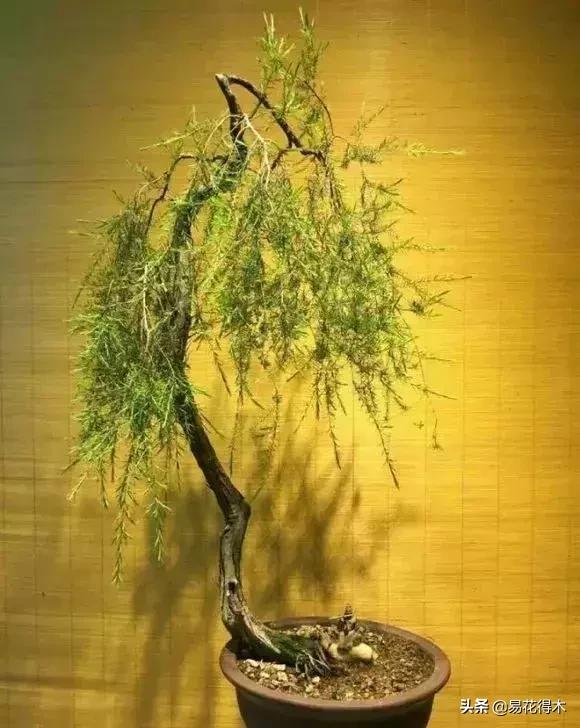 岗松盆景移栽,岗松盆景风景