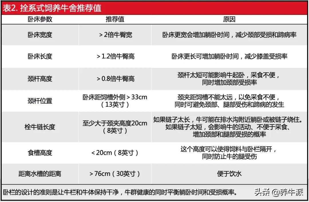 奶牛犊饲养管理要点,奶牛缰绳的绑法