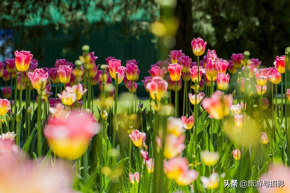 郁金香诗句经典五言,郁金香古诗词