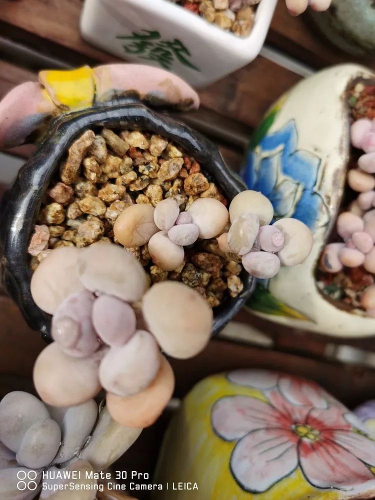 冬日如何更好地养多肉,冬天可以户外养护的多肉