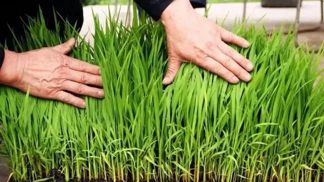 秧苗出现死苗怎么回事,秧田死秧苗是什么原因