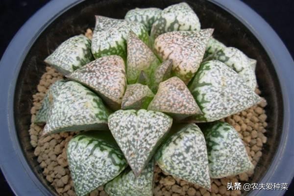 最容易养爆崽的多肉,好养好看容易爆崽的多肉