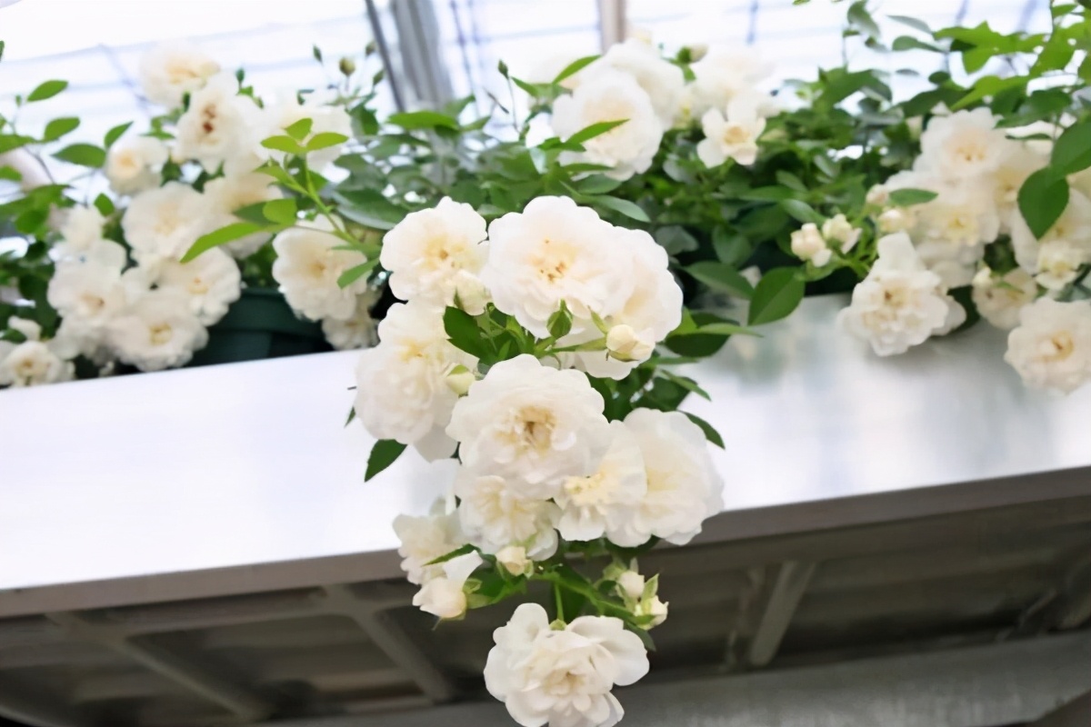 封闭阳台养哪些藤本月季,可以牵引做拱门的月季有哪些品种