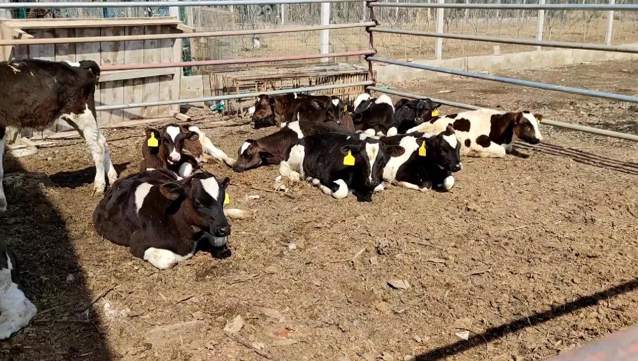 一年养十头牛能挣多少钱,在农村养一头驴一年能挣多少钱