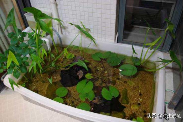 怎么才把龟养好,怎么养龟让龟不怕你