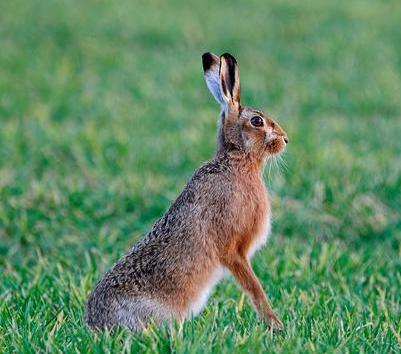 四川野生保护动物种类大全,野鸡野生动物保护