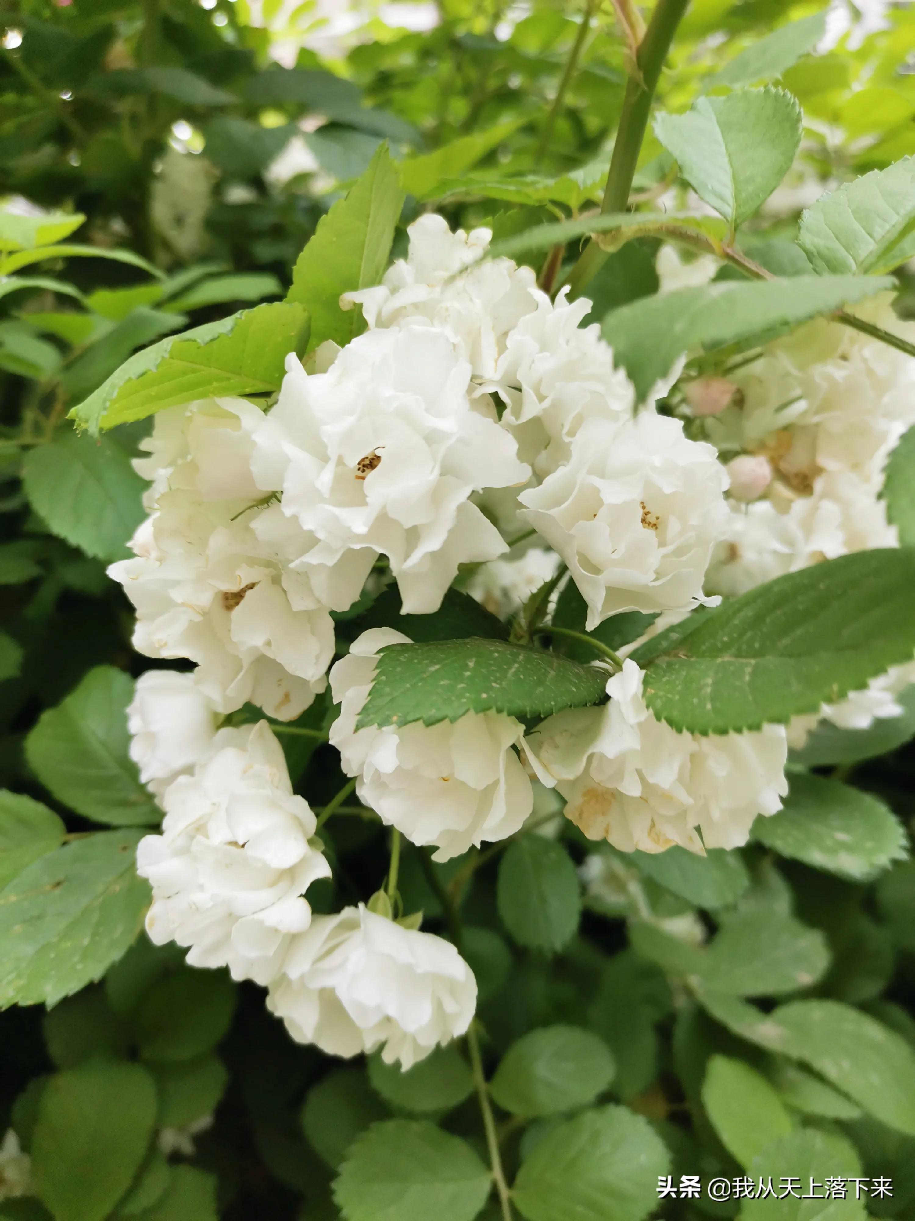 100张花朵美图,100张花图片大全