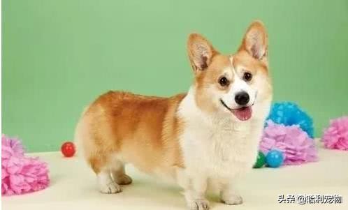 常见宠物狗类型及价格表,几种常见宠物狗的价格图片对比