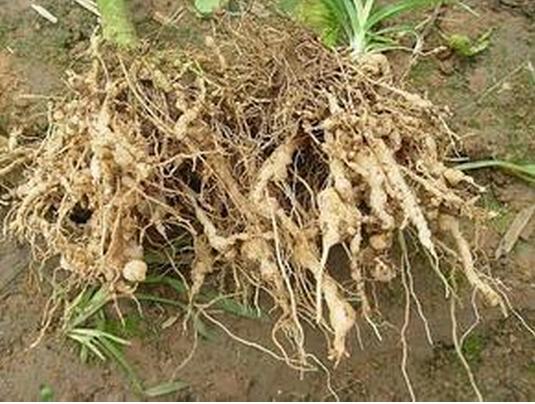 番茄萎蔫打什么药治疗,番茄枯萎病有哪些发病原因