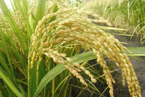 客家娘酒故事大全,客家娘酒民间传说