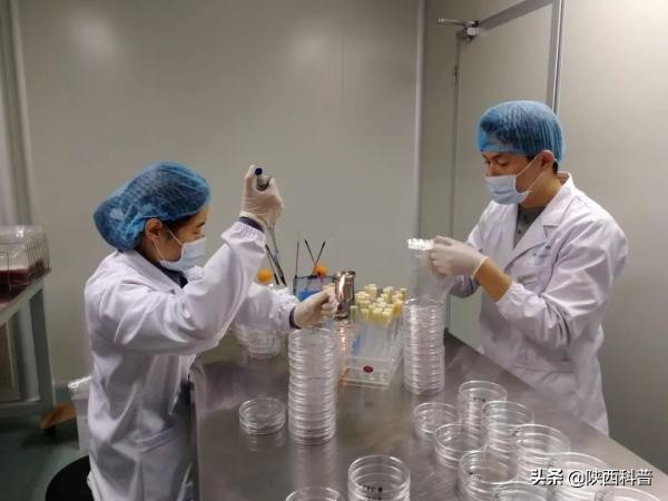 草莓不洗直接吃会有寄生虫吗,草莓洗过了可以放到第二天吃吗