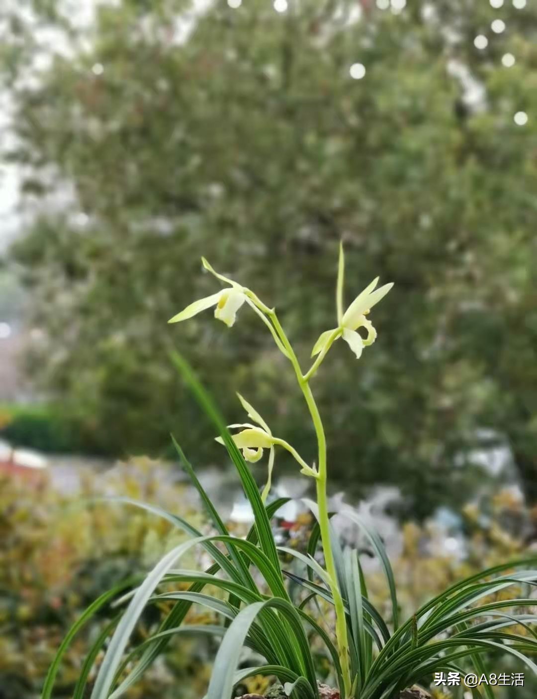 每日一品兰花图片大全,每日一品兰花价格