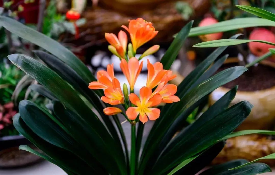 能吸甲醛的植物花卉,吸甲醛的十大植物有哪些