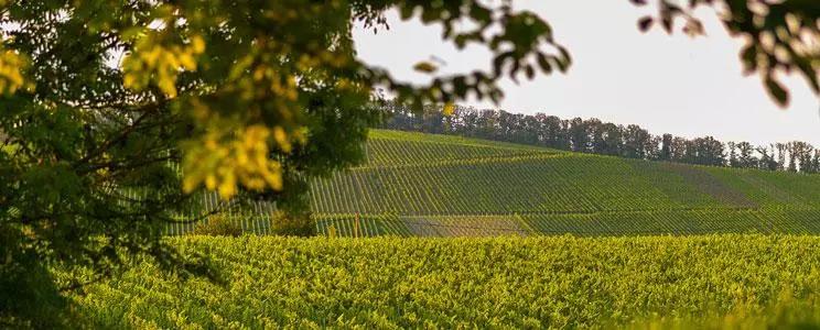 vdp德国酒庄联盟,vdp莱茵高半干白葡萄酒