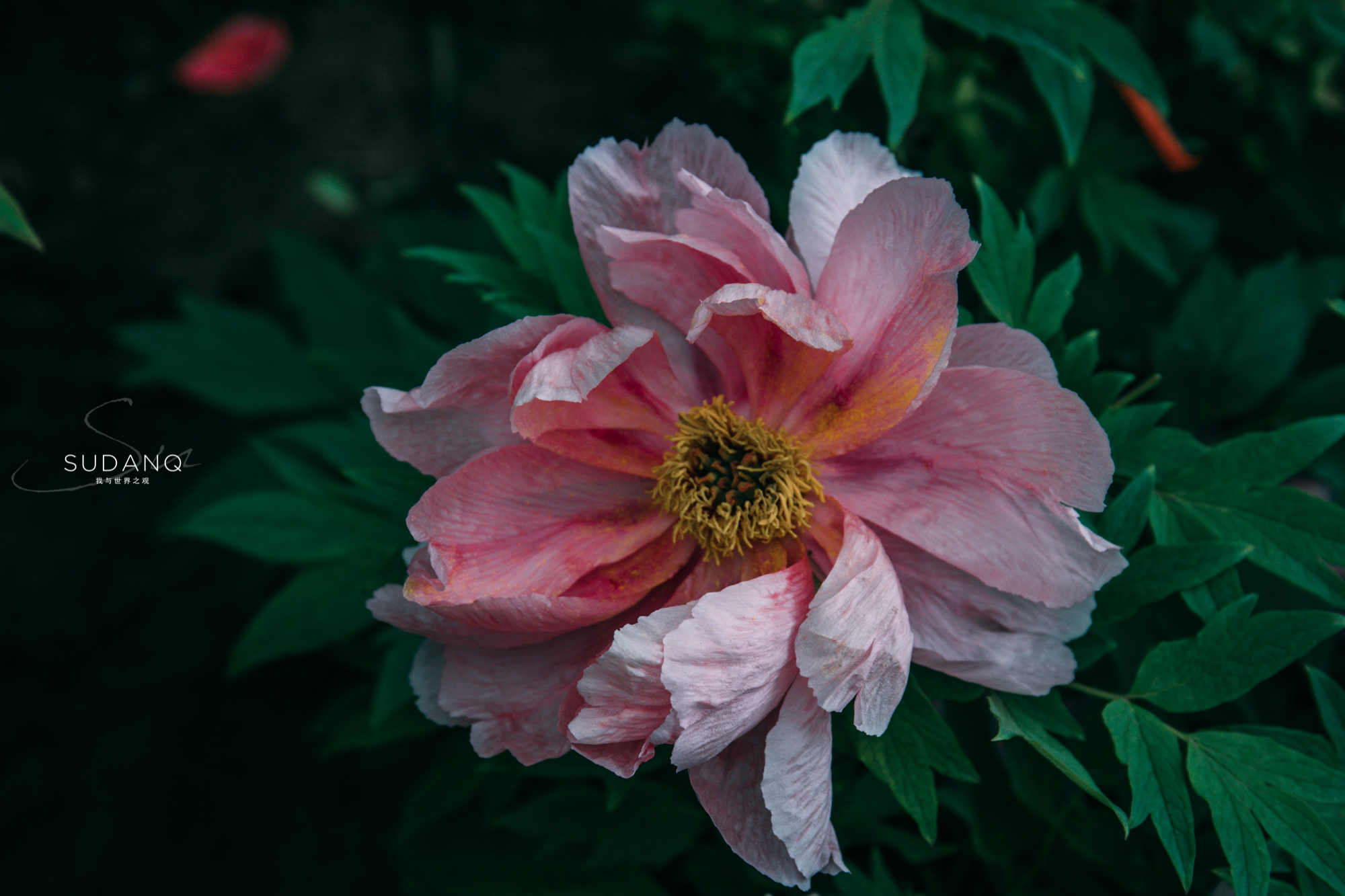 洛阳牡丹甲天下还有吗,洛阳牡丹甲天下的美景