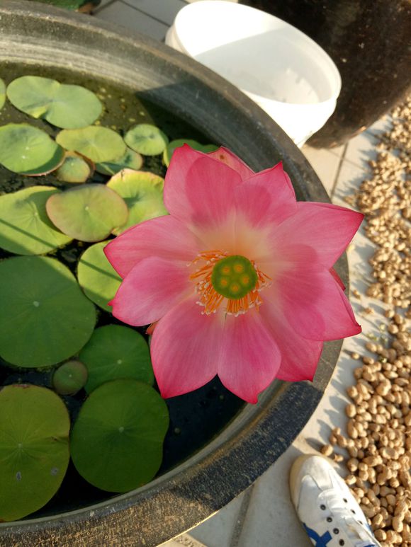 养荷花叶子发黑怎么办,水培碗莲为什么一直长绿叶