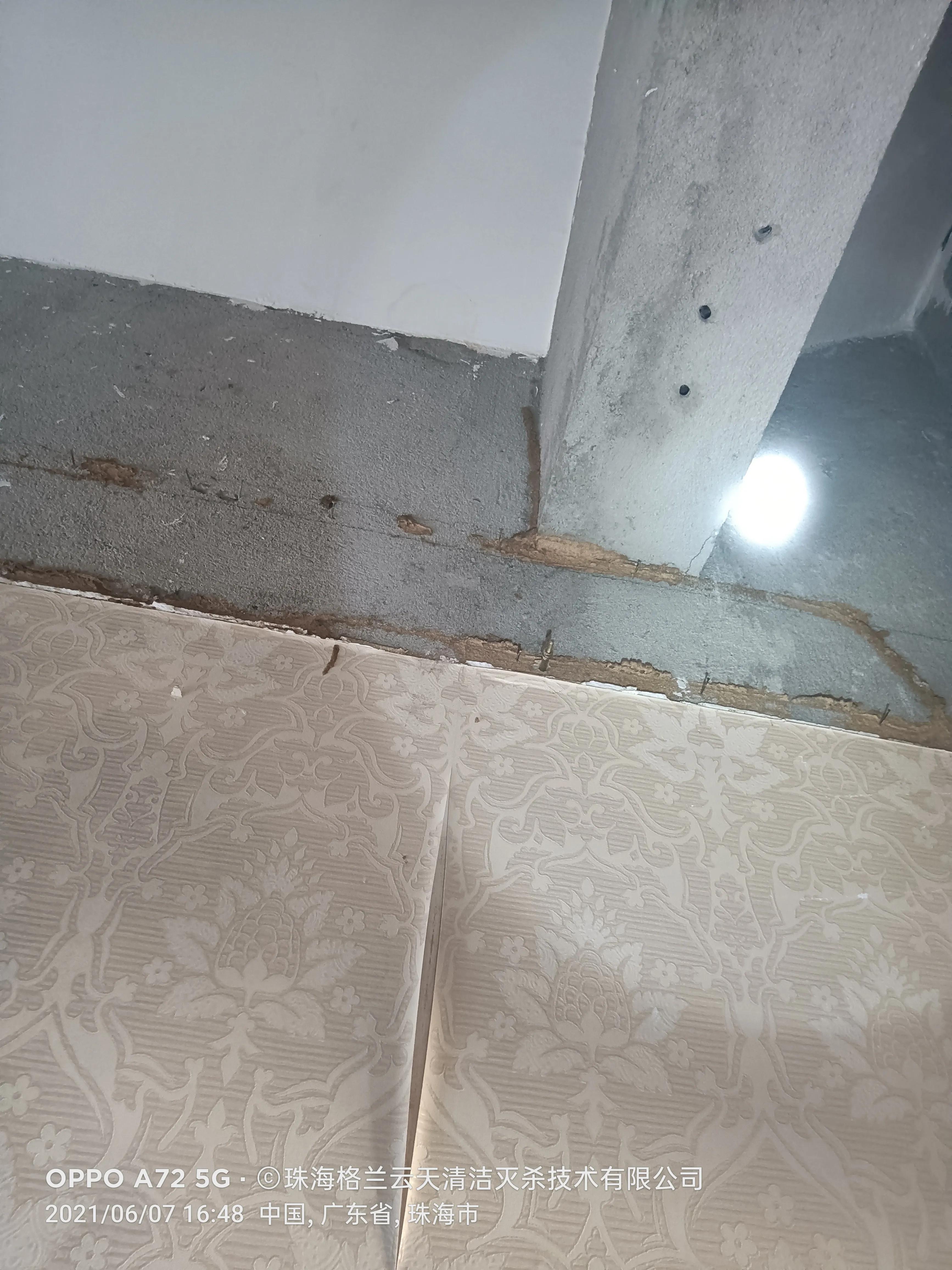 珠海白蚁防治公司现场灭杀白蚁,珠海白蚁防治