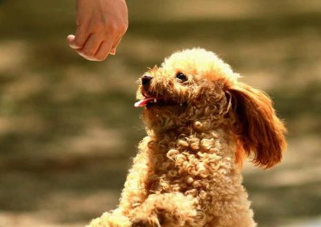 濡備綍缁欐嘲杩嫍鐙楁尋鑲涜吅,鎬庝箞缁欐嘲杩嫍鐙楁尋鑲涜吅