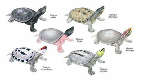 匠志萌宠乐园教学,匠志萌宠