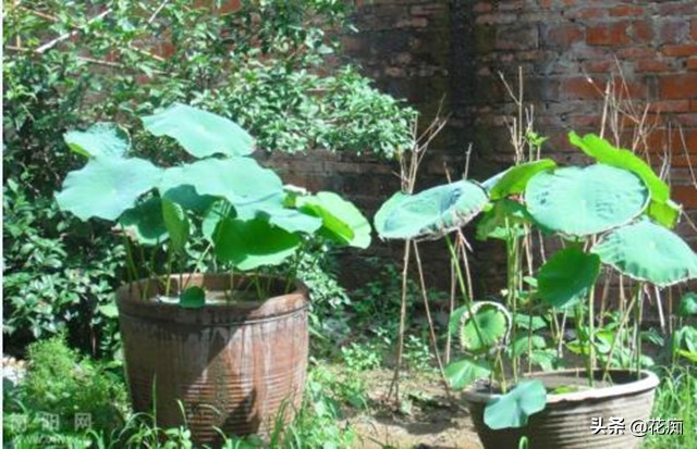 碗莲种藕无土栽培方法,碗莲怎么种植才能种出莲蓬和藕