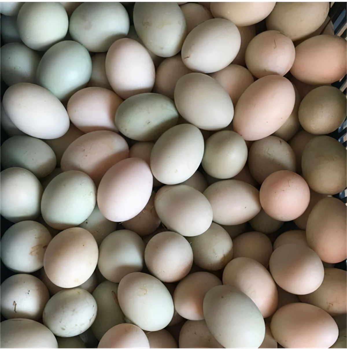 中元节吃什么鸭最好 (中元节鸭怎样吃好)