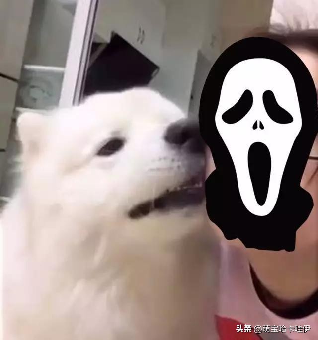 养了一只小萨摩耶,养一只萨摩耶是什么体验