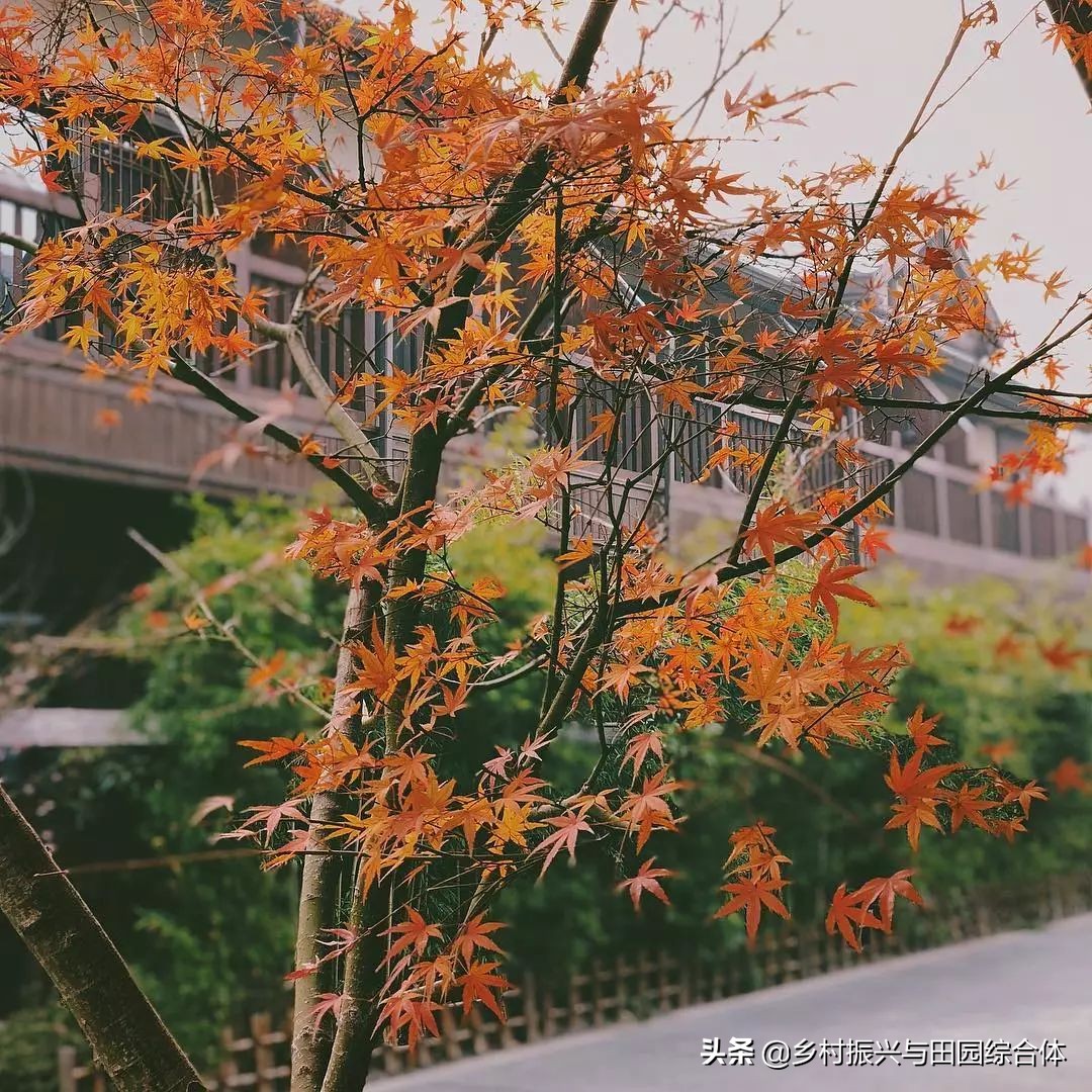 古朴悠然的禅意小镇,半农学院