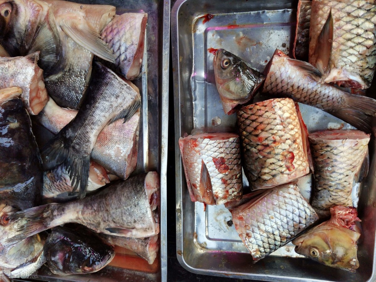 今日鮰鱼鱼价,今日鱼价花白鲢
