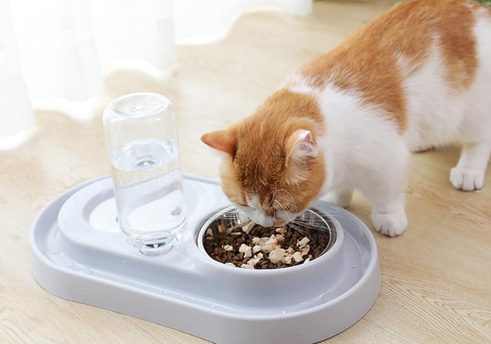 猫咪尿频治疗视频,猫咪尿频治疗药