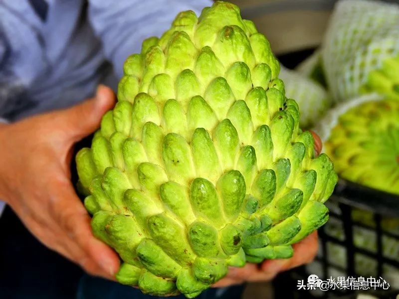 目前释迦最好的品种,粉色释迦