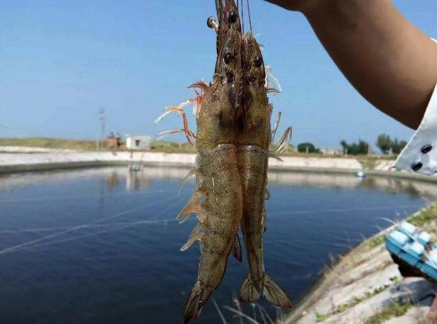 对虾养殖户警惕:饲料喂的越多死的越快!会养虾的老师傅都这样做